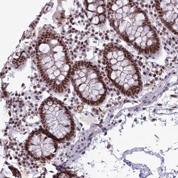 Anti-SF3B3 antibody produced in rabbit Prestige Antibodies&#174; Powered by Atlas Antibodies, affinity isolated antibody, buffered aqueous glycerol solution