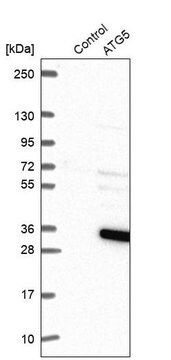 Anti-ATG5 antibody produced in rabbit Prestige Antibodies&#174; Powered by Atlas Antibodies, affinity isolated antibody, buffered aqueous glycerol solution