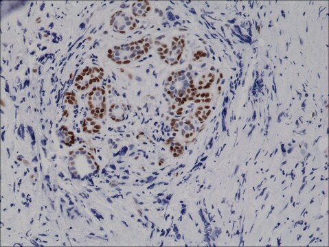 Anti-Phospho-STAT3 (Tyr705) antibody, Rabbit monoclonal recombinant, expressed in HEK 293 cells, clone RM261, purified immunoglobulin