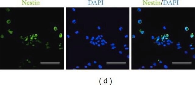 Anti-Nestin Antibody, clone 10C2 clone 10C2, Chemicon&#174;, from mouse