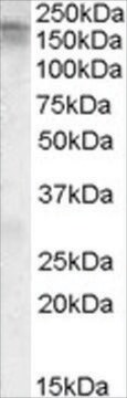 抗CACNA1C抗体 ヤギ宿主抗体 affinity isolated antibody, buffered aqueous solution