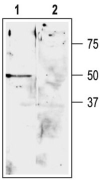 Anti-Potassium Channel K2P9.1 (TASK3) antibody produced in rabbit affinity isolated antibody, lyophilized powder