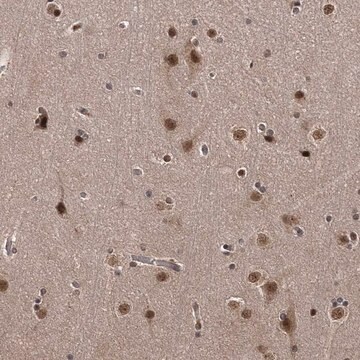 Anti-TSHZ2 antibody produced in rabbit Prestige Antibodies&#174; Powered by Atlas Antibodies, affinity isolated antibody, buffered aqueous glycerol solution