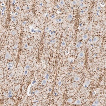 Anti-MOG antibody produced in rabbit Prestige Antibodies&#174; Powered by Atlas Antibodies, affinity isolated antibody, buffered aqueous glycerol solution