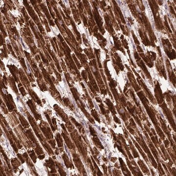 Anty-MT-CO1 Prestige Antibodies&#174; Powered by Atlas Antibodies, affinity isolated antibody, buffered aqueous glycerol solution