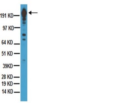 抗DYKDDDDK（FLAG&#174;エピトープタグ）抗体、クローン2EL-1B11 ascites fluid, clone 2EL-1B11, Chemicon&#174;