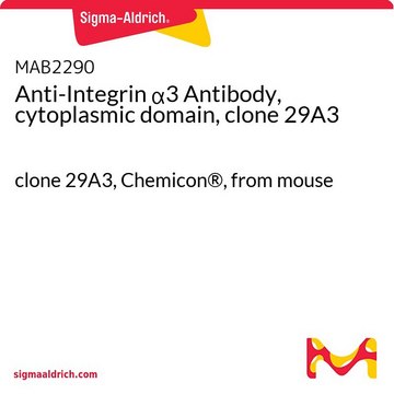 Anti-Integrin &#945;3 Antibody, cytoplasmic domain, clone 29A3 clone 29A3, Chemicon&#174;, from mouse