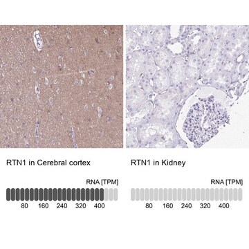 Anti-RTN1 antibody produced in rabbit Prestige Antibodies&#174; Powered by Atlas Antibodies, affinity isolated antibody, buffered aqueous glycerol solution