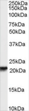 抗RBP4抗体 ヤギ宿主抗体 affinity isolated antibody, buffered aqueous solution