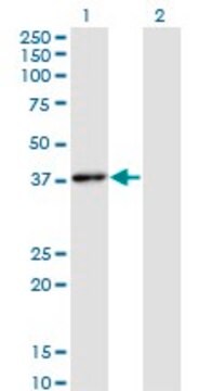 Monoclonal Anti-HHEX antibody produced in mouse clone 1A5, purified immunoglobulin, buffered aqueous solution