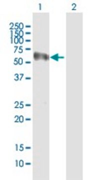 Anti-NOXA1 antibody produced in mouse purified immunoglobulin, buffered aqueous solution