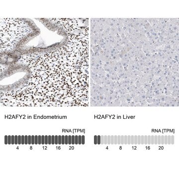 Anti-H2AFY2 antibody produced in rabbit Prestige Antibodies&#174; Powered by Atlas Antibodies, affinity isolated antibody, buffered aqueous glycerol solution