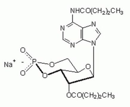 腺苷 3&#8242;,5&#8242;-环单磷酸，N&#8310;,O2&#8242;二丁基-，钠盐 This Dibutyryl-cAMP, CAS 16980-89-5, is a cell-permeable cAMP analog that preferentially activates PKA.