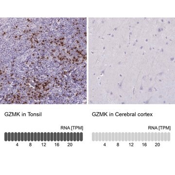 Anty-GZMK Prestige Antibodies&#174; Powered by Atlas Antibodies, affinity isolated antibody, buffered aqueous glycerol solution