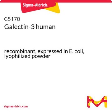 Galectin-3 human recombinant, expressed in E. coli, lyophilized powder