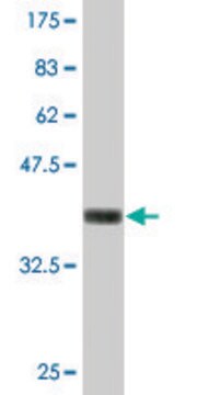 Monoclonal Anti-NID1 antibody produced in mouse clone 1G3, purified immunoglobulin, buffered aqueous solution