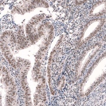 Anti-RBM7 antibody produced in rabbit Prestige Antibodies&#174; Powered by Atlas Antibodies, affinity isolated antibody, buffered aqueous glycerol solution