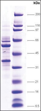 TFIIE, &#945;+&#946; subunits human recombinant, expressed in E. coli, &#8805;80% (SDS-PAGE)