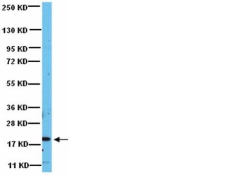 Anticorps anti-Rac1 from rabbit