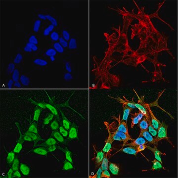 Monoclonal Anti-NaVbeta3-Atto 594 antibody produced in mouse clone S396-29