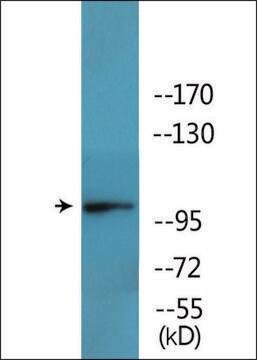 Anti-phospho-GluR2 (pSer880) antibody produced in rabbit affinity isolated antibody