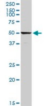 Anti-C4BPA antibody produced in rabbit purified immunoglobulin, buffered aqueous solution