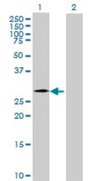 Anti-CHMP4C antibody produced in mouse purified immunoglobulin, buffered aqueous solution