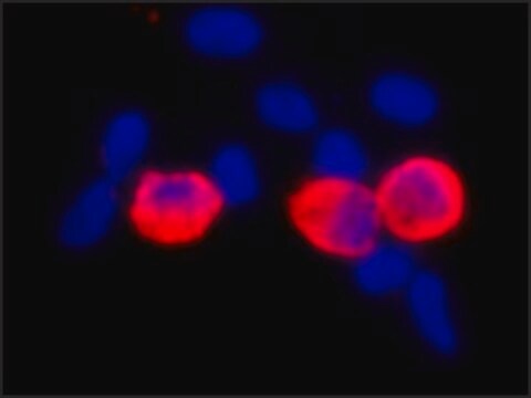 Monoklonales Anti-c-Myc in Maus hergestellte Antikörper clone 9E10, ascites fluid