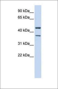 Anti-KCNJ4 antibody produced in rabbit affinity isolated antibody