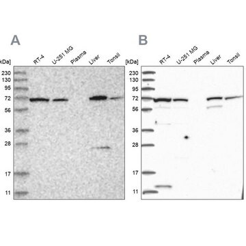 Anti-RNPEP antibody produced in rabbit Prestige Antibodies&#174; Powered by Atlas Antibodies, affinity isolated antibody