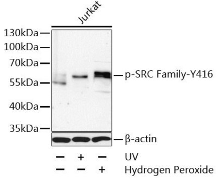 Przeciwciało anty-Phospho-SRCFamily-Y416 produkowane u królików