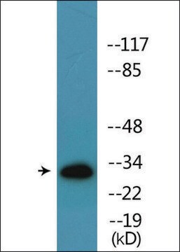 Anti-phospho-TNFRSF5 (pThr254) antibody produced in rabbit affinity isolated antibody