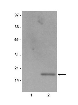 Anti-acetyl-Histone H2B Antibody Upstate&#174;, from rabbit