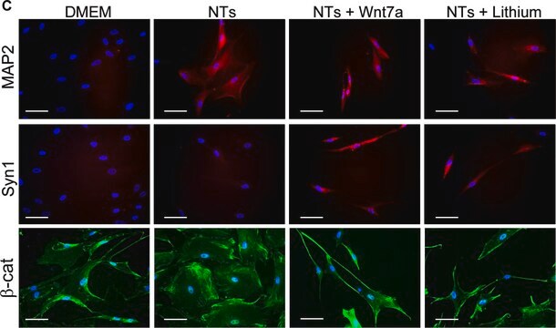 Anti-Synapsin I Antibody serum, Chemicon&#174;