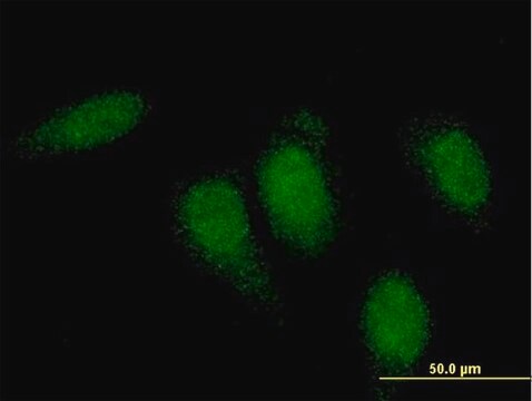 Monoclonal Anti-TTN, (N-terminal) antibody produced in mouse clone 8G9, purified immunoglobulin, buffered aqueous solution