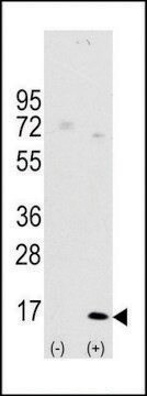 抗-LC3 (APG8A) (D106) 兔抗 affinity isolated antibody, buffered aqueous solution