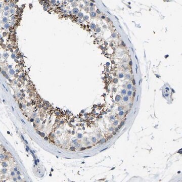 Anti-ZNF200 antibody produced in rabbit Prestige Antibodies&#174; Powered by Atlas Antibodies, affinity isolated antibody, buffered aqueous glycerol solution