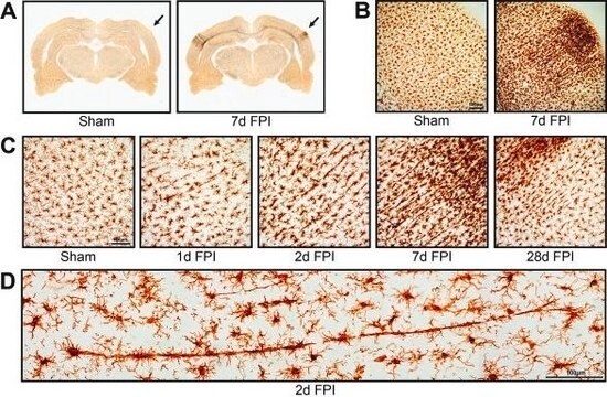 Anticorpo anti-Iba1/AIF1 clone 20A12.1, from mouse