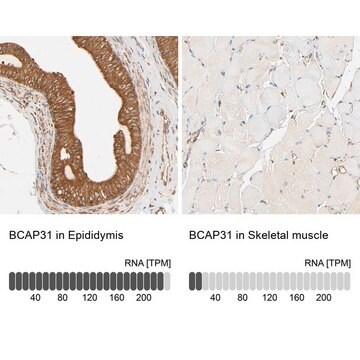 Anti-BCAP31 antibody produced in rabbit Prestige Antibodies&#174; Powered by Atlas Antibodies, affinity isolated antibody, buffered aqueous glycerol solution