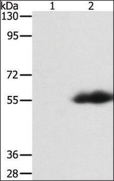 Anti-FLAG Tag 兔抗 affinity isolated antibody