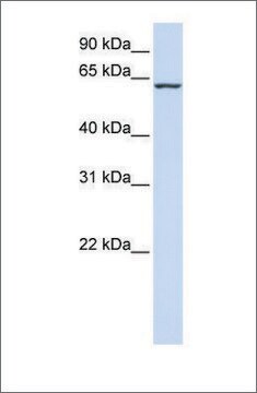 Anti-PROC antibody produced in rabbit affinity isolated antibody