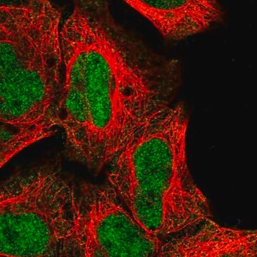 Anti-NR2C1 antibody produced in rabbit Prestige Antibodies&#174; Powered by Atlas Antibodies, affinity isolated antibody