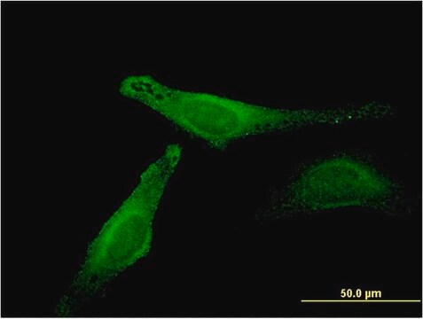 Monoclonal Anti-MB antibody produced in mouse clone 4F8, purified immunoglobulin, buffered aqueous solution