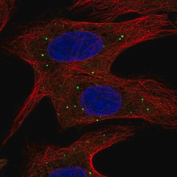 Anti-ABCB9 antibody produced in rabbit Prestige Antibodies&#174; Powered by Atlas Antibodies, affinity isolated antibody