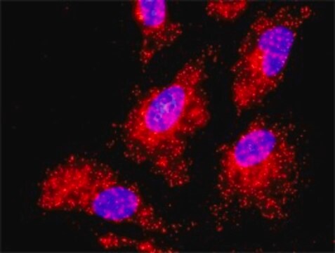 Monoclonal Anti-TRAF2 antibody produced in mouse clone 4C11, purified immunoglobulin, buffered aqueous solution