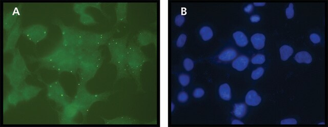 Anti-eIF4ENIF1 (N-terminal) affinity isolated antibody, buffered aqueous solution