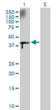 Anti-ZFYVE19 antibody produced in rabbit purified immunoglobulin, buffered aqueous solution