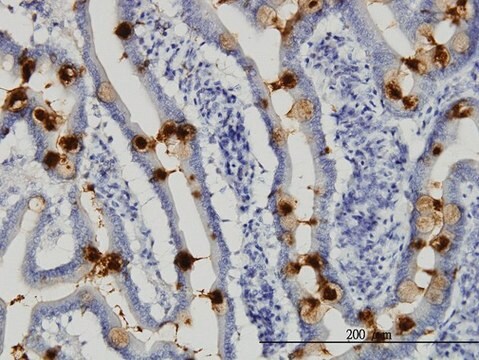 Monoclonal Anti-TFF3 antibody produced in mouse clone 3D9, purified immunoglobulin, buffered aqueous solution