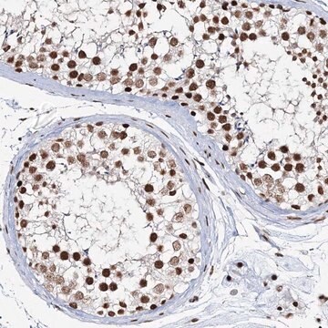 Anti-QRICH1 antibody produced in rabbit affinity isolated antibody, buffered aqueous glycerol solution