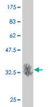 Monoclonal Anti-MAP2K7 antibody produced in mouse clone 2C12, purified immunoglobulin, buffered aqueous solution